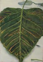 Setula and Leaf
